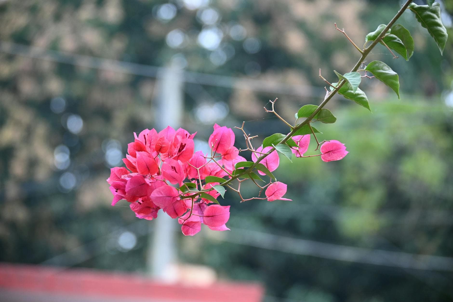 How to Create a Butterfly Garden in the Cyprus Climate - Green Planet Gardening Cyprus