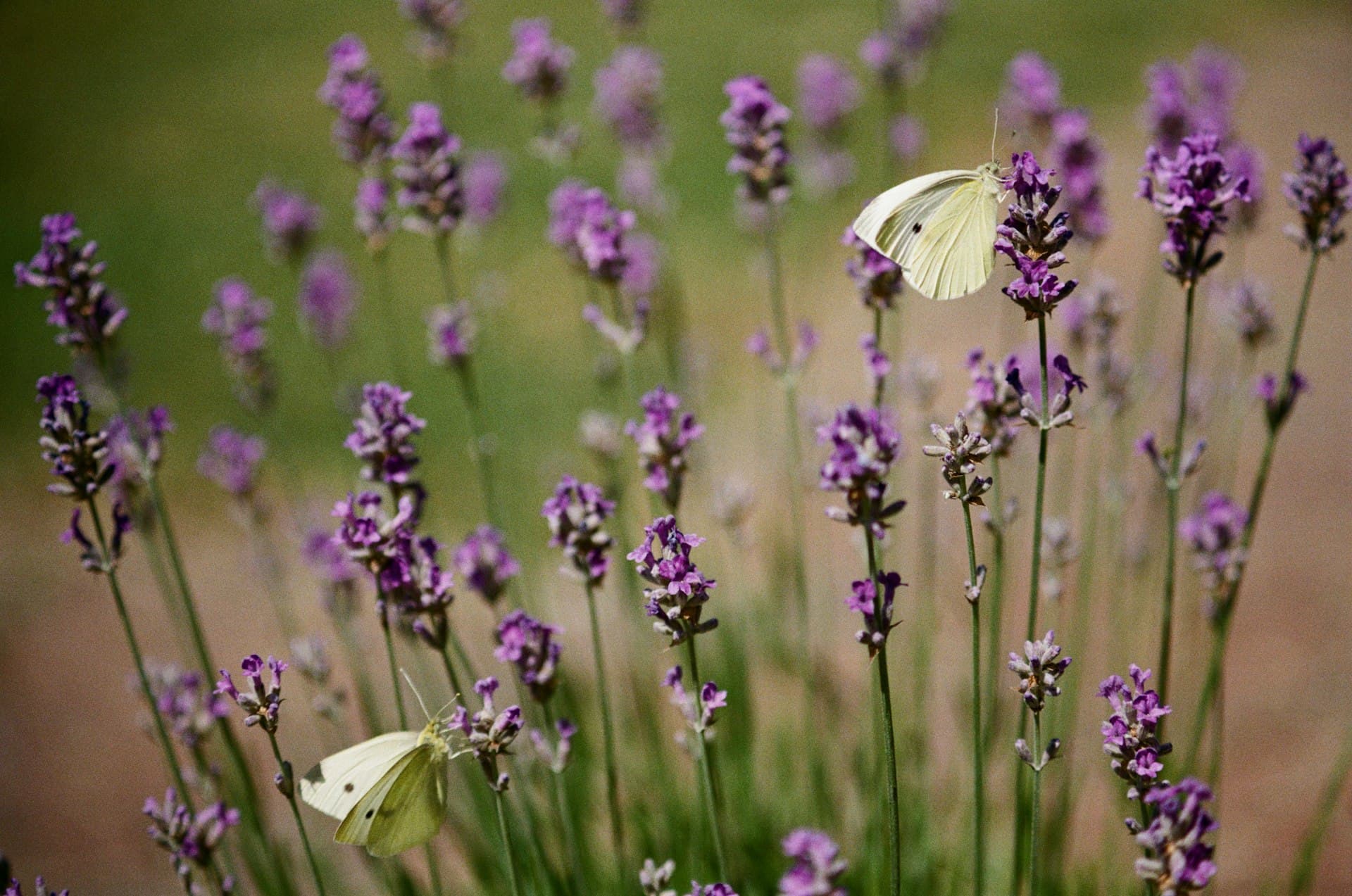 Two white butterflies resting on purple lavender flowers in a Mediterranean garden