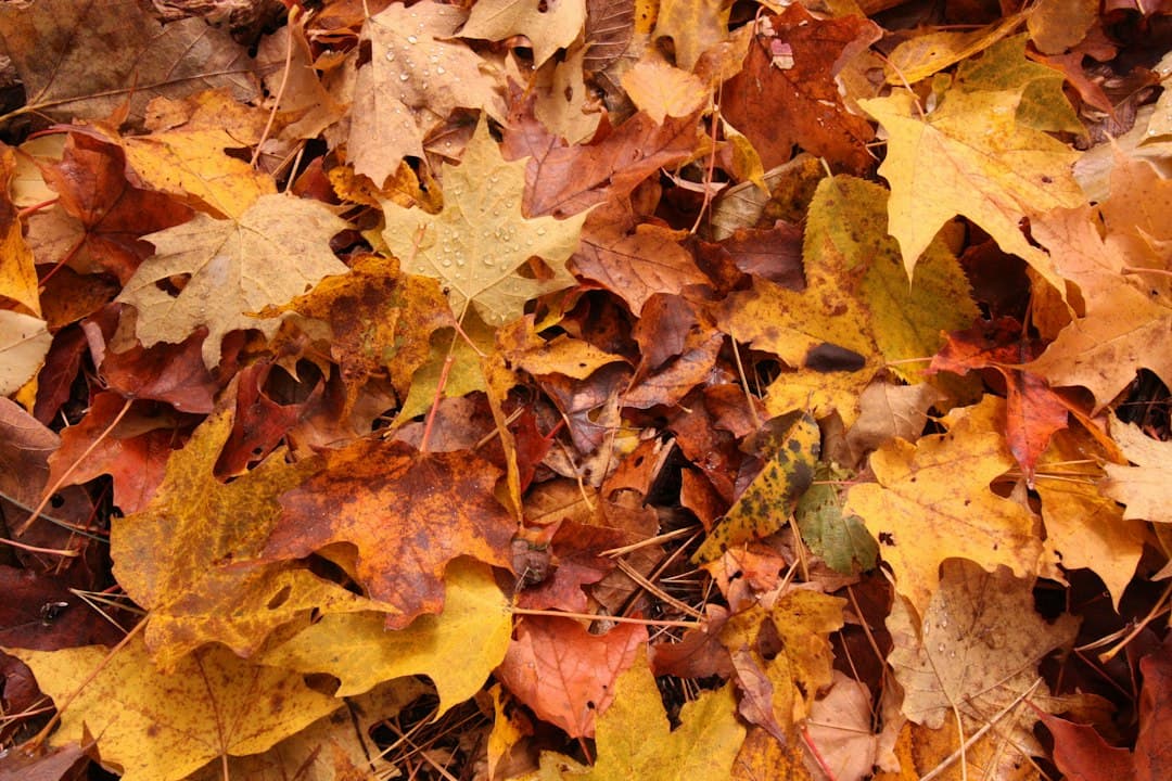 Composting in Cyprus: How to Turn Autumn Garden Waste Into Rich Soil — Expert guide by Green Planet Gardening Cyprus