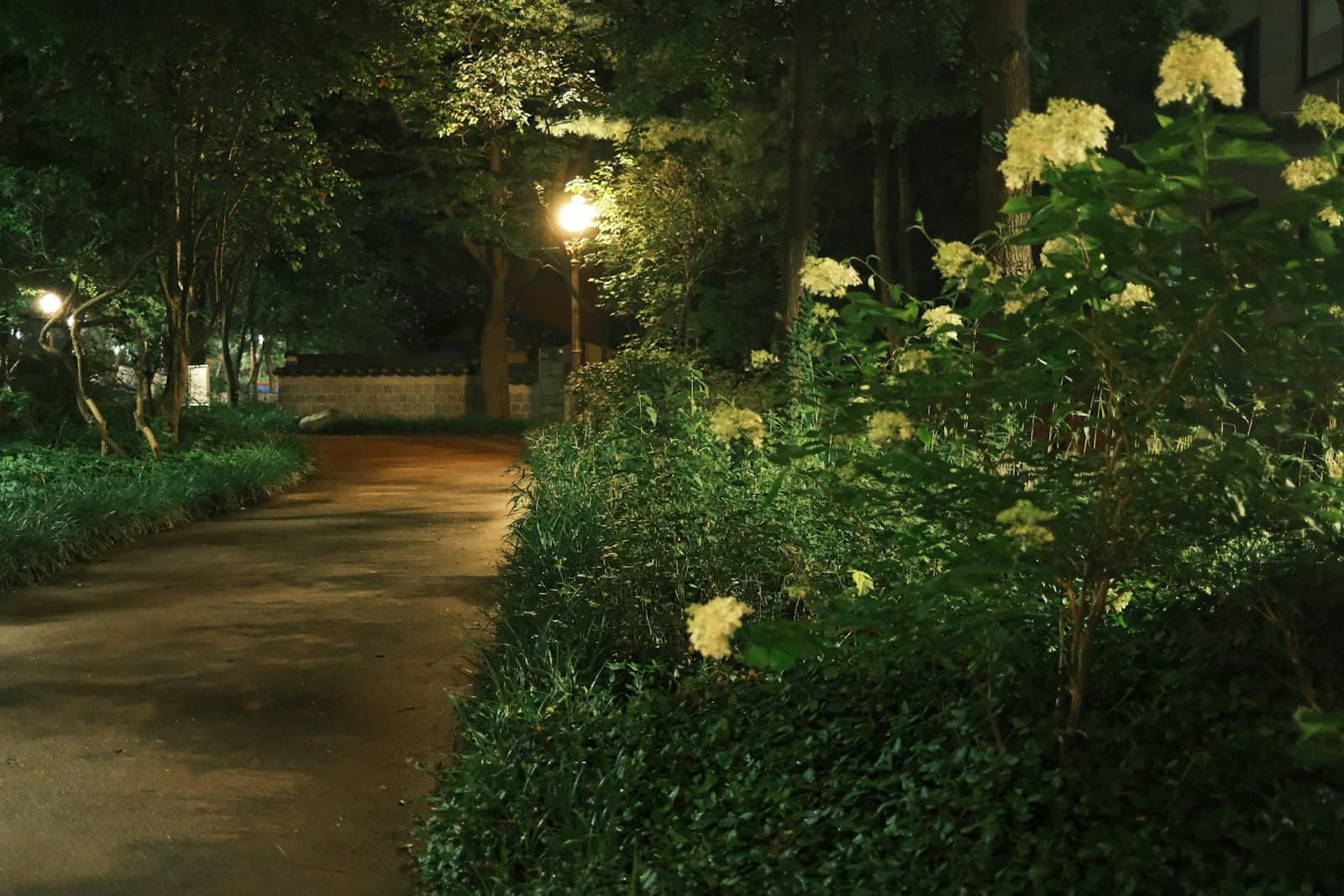 Lamp lit garden path winding past lush planting and white flowers at night
