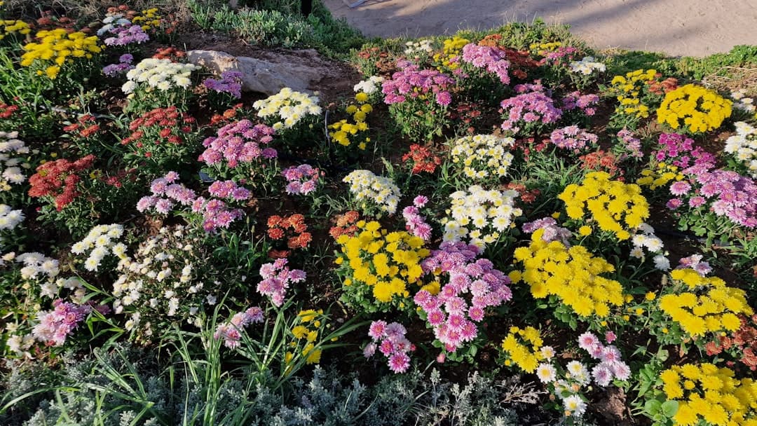 Mediterranean garden in Cyprus during winter showing pruned olive trees and winter-flowering plants with limestone terracing
