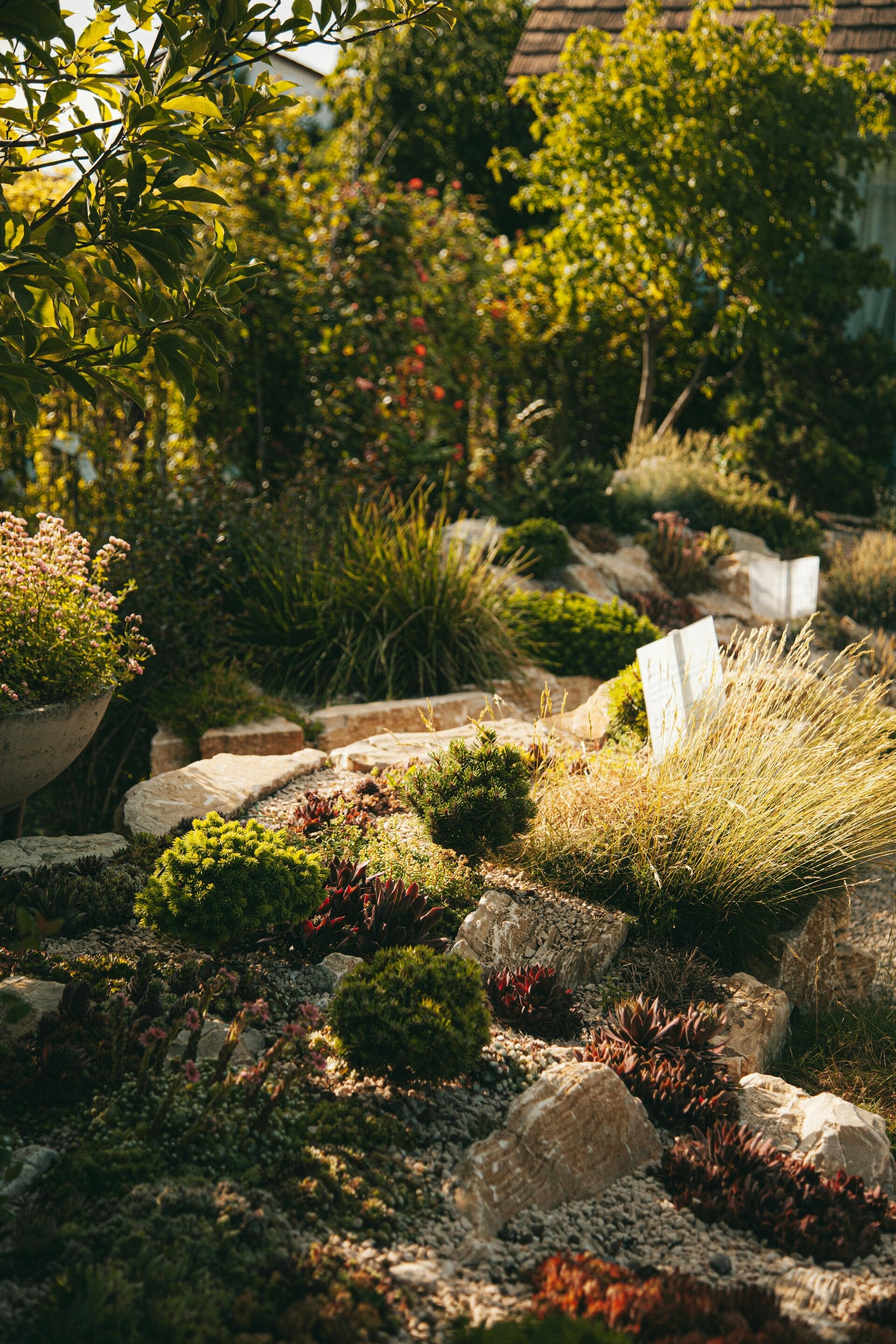 Drought-tolerant rock garden with succulents, ornamental grasses and low groundcovers planted between limestone boulders and gravel mulch
