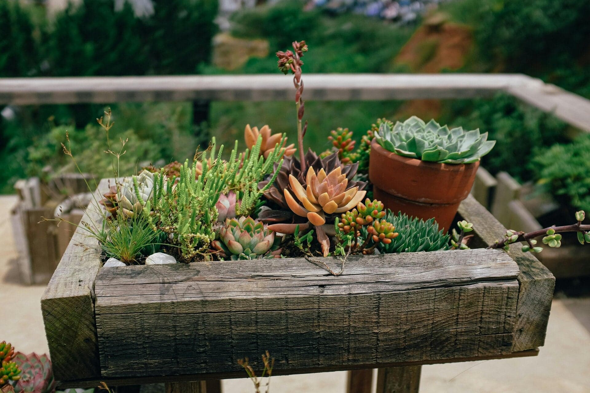 Colourful drought resistant Mediterranean garden with lavender and ornamental grasses
