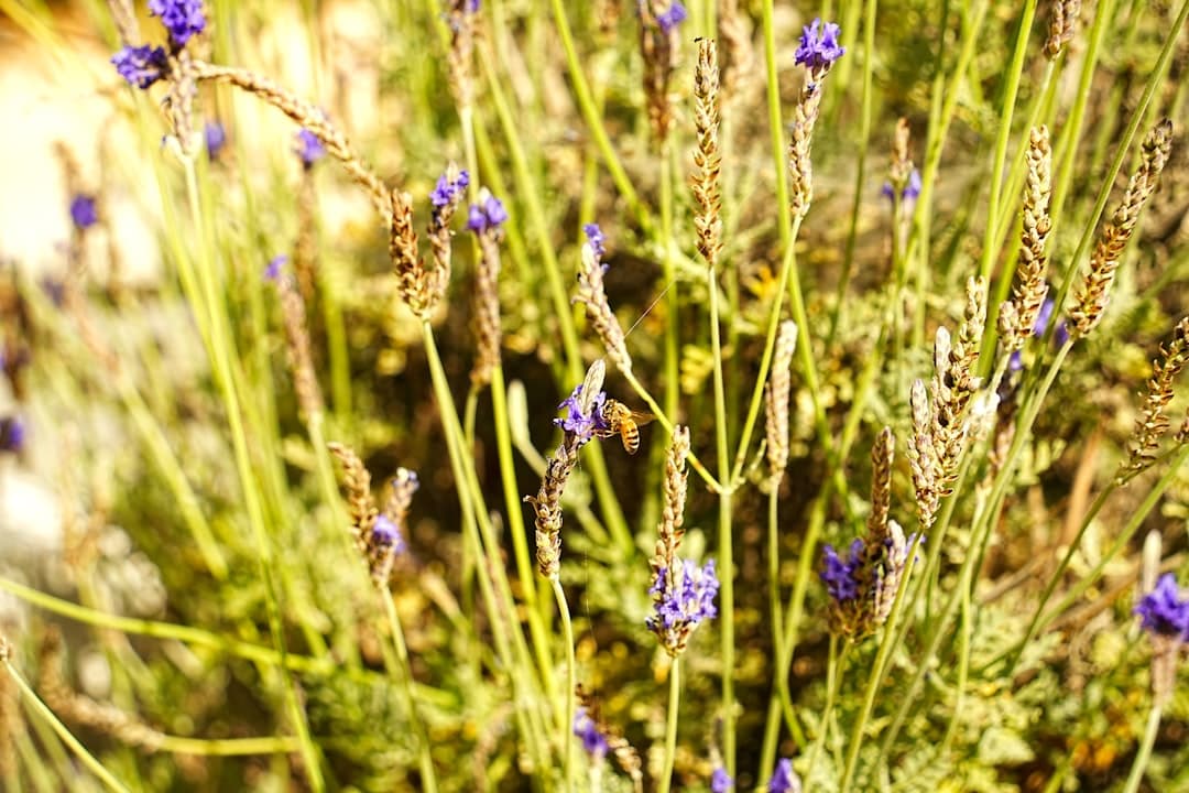 Well-maintained Mediterranean garden in Cyprus with olive trees, lavender, and drought-resistant plants
