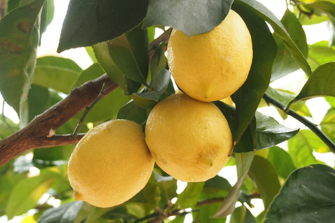 Growing Citrus Trees in Cyprus: Complete Care Guide for Lemon, Orange and Mandarin — Expert guide by Green Planet Gardening Cyprus