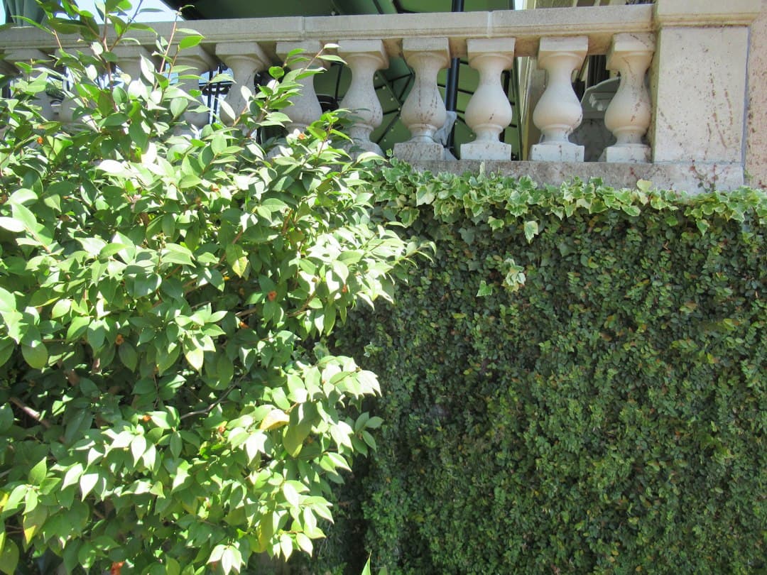 How to Plant a Hedge in Cyprus This Autumn: The Complete Privacy Screening Guide — Expert guide by Green Planet Gardening Cyprus
