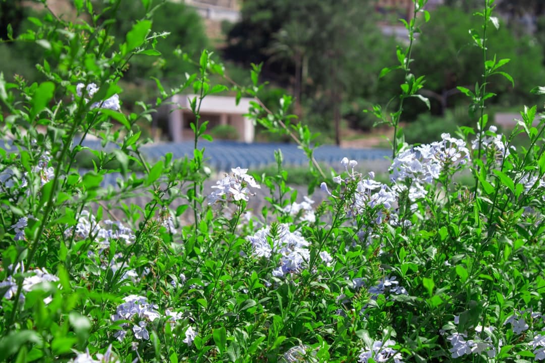 How to Revive Heat-Stressed Plants in Cyprus Summer: Emergency Care Guide — Expert guide by Green Planet Gardening Cyprus