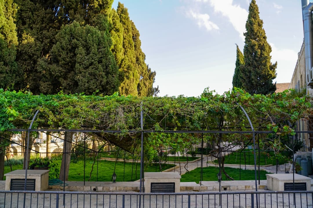 A lush, Mediterranean-style garden with terracotta pots, olive trees, and a stone pathway.