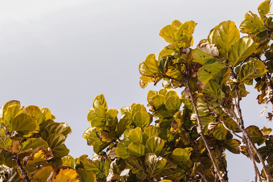 Mediterranean garden plants covered with protective materials during Cyprus winter, showing proper frost protection techniques