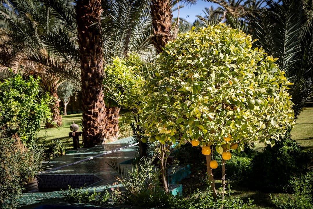 When to Prune Olive Trees in Cyprus: Expert Spring Pruning Guide 2026 — Expert guide by Green Planet Gardening Cyprus