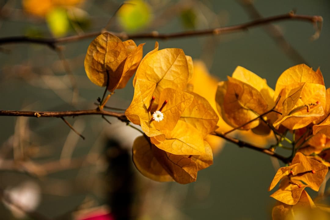 Why Are My Bougainvillea Leaves Turning Yellow? Causes and Fixes for Cyprus Gardens — Expert guide by Green Planet Gardening Cyprus