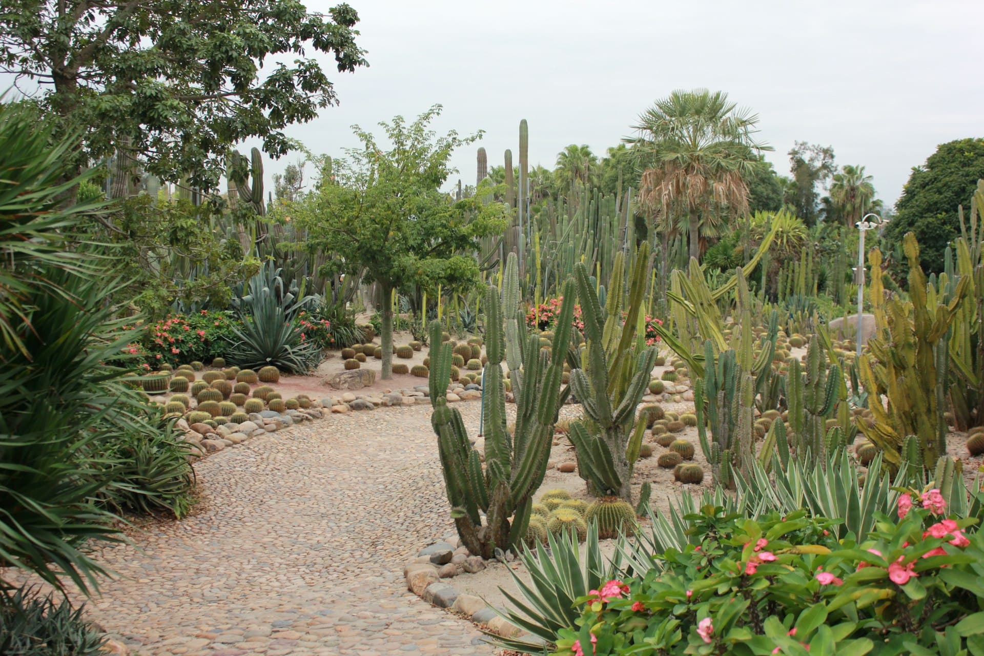Xeriscape garden path winding through drought-resistant cacti and Mediterranean plants in Cyprus