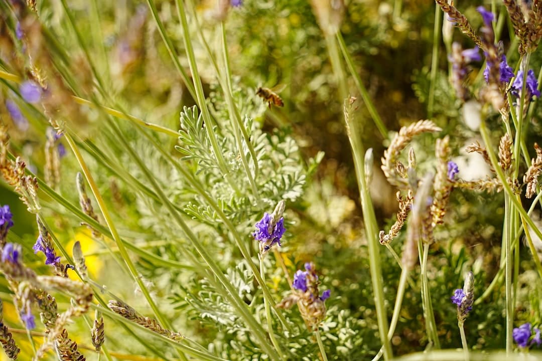 Beautiful drought-resistant Mediterranean plants thriving in a Cyprus garden with limestone pathways