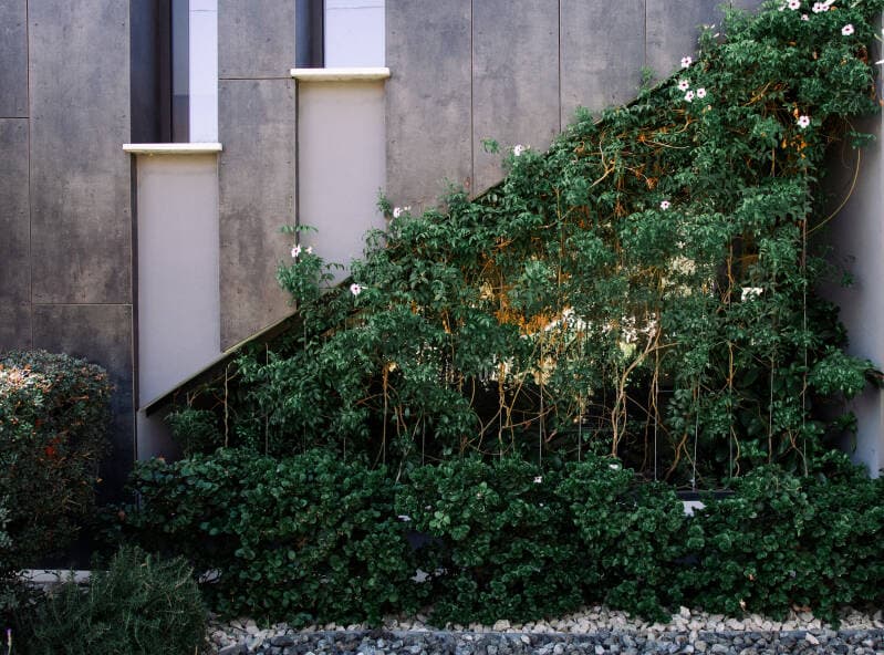 Natural climbing plants and elegant architectural greenery on Mediterranean building