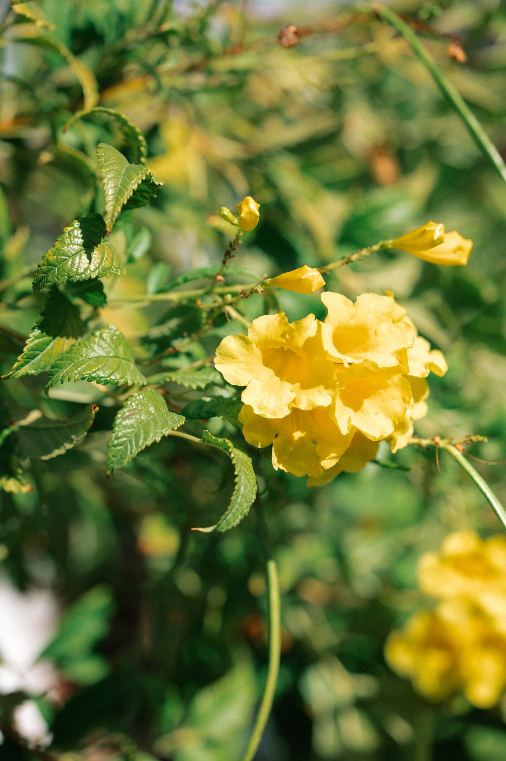 Professional garden construction in progress at Cyprus villa