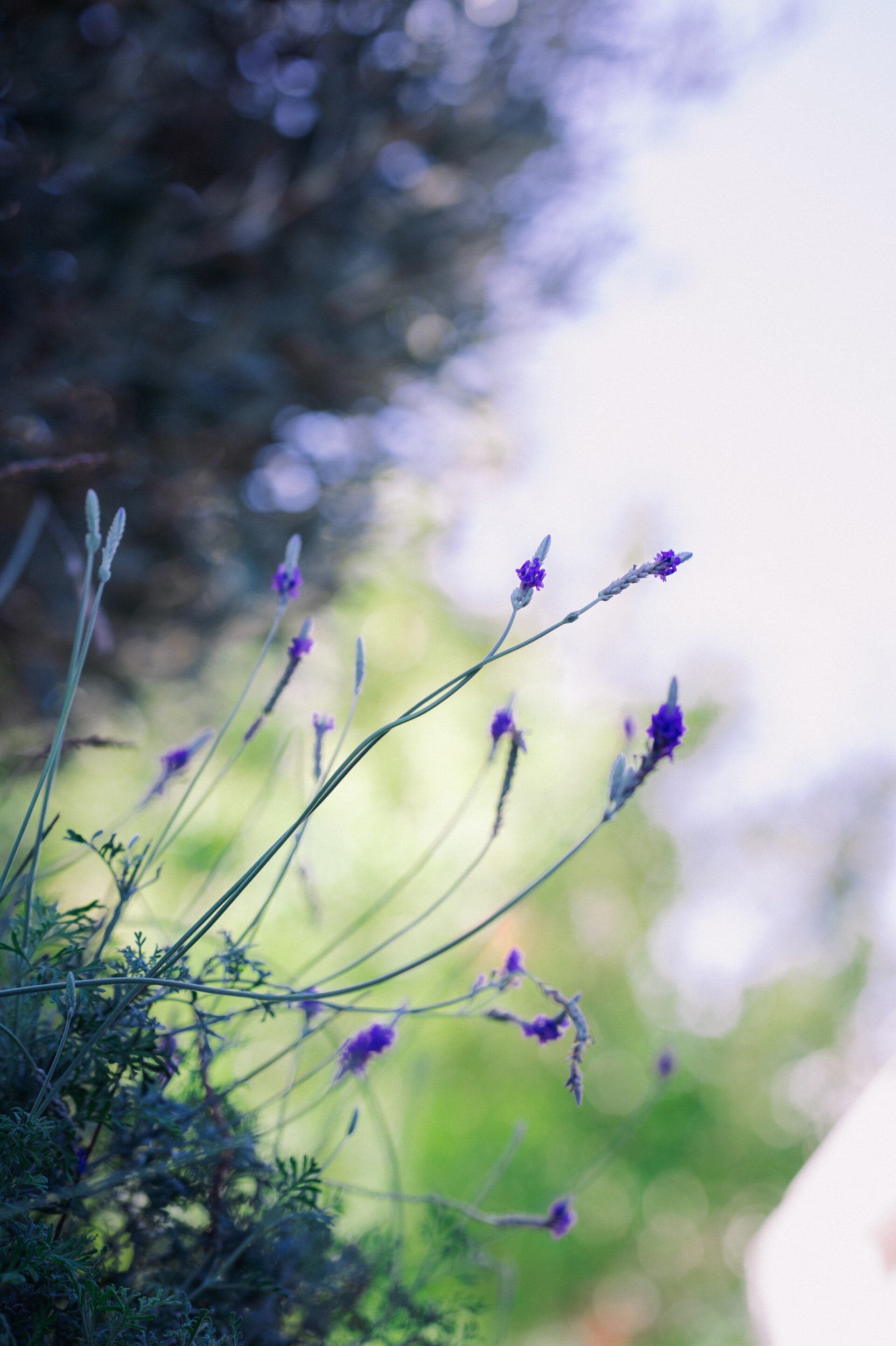 Team collaboration on Mediterranean landscape design project