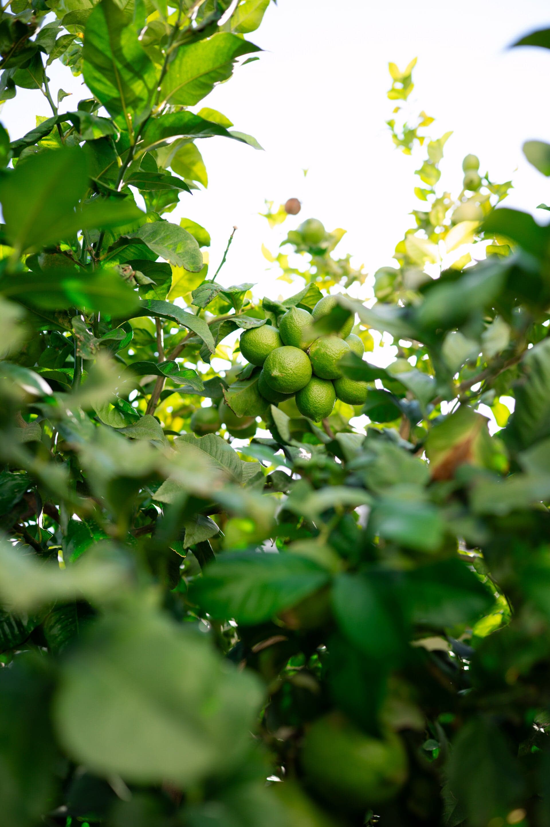 Finished outdoor living space with Mediterranean garden elements
