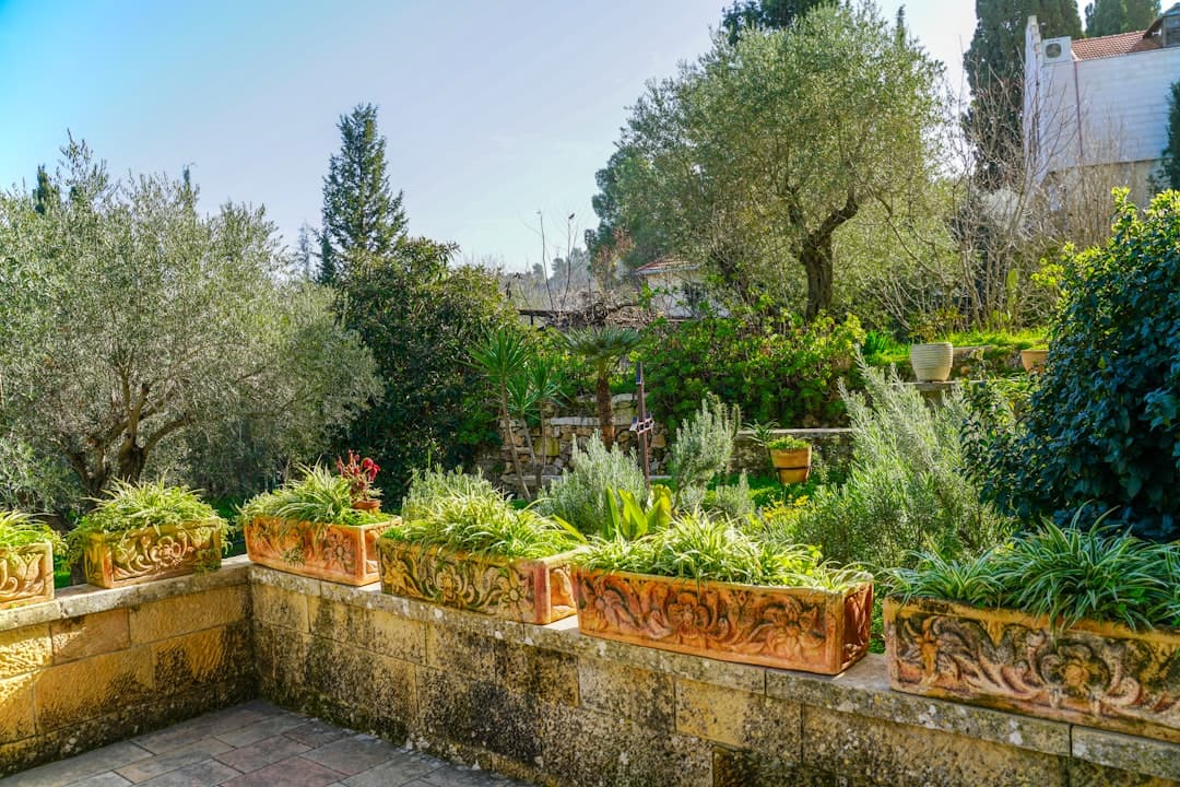 How to Divide and Transplant Perennials in Cyprus This Autumn — Expert guide by Green Planet Gardening Cyprus