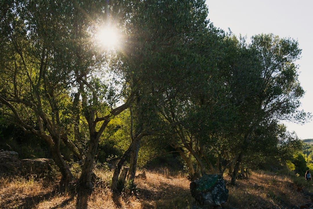 How to Plant an Olive Grove in a Cyprus Garden: Spacing, Varieties and Autumn Planting Guide — Expert guide by Green Planet Gardening Cyprus