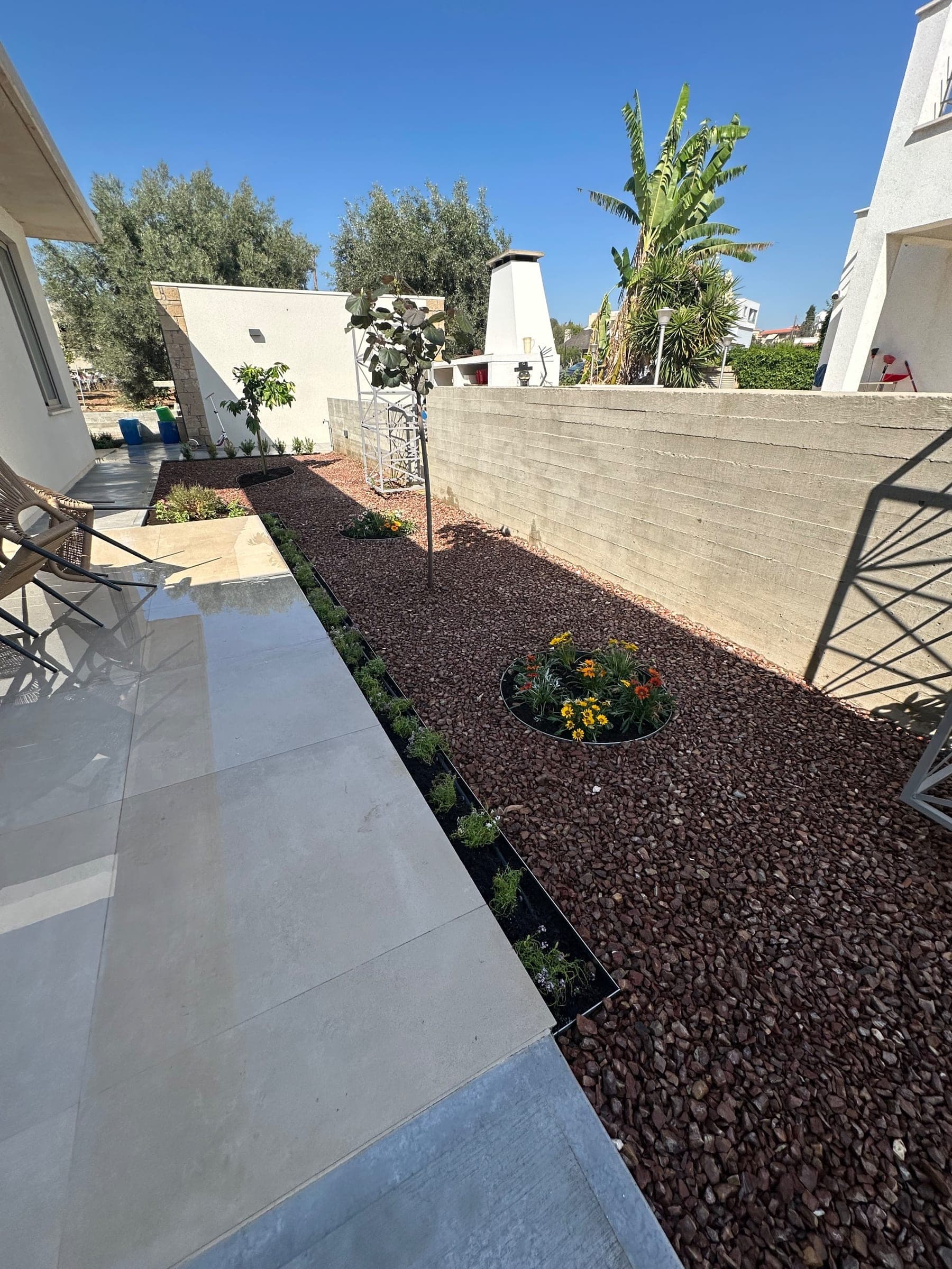 Modern courtyard garden with dark mulch, yellow flowering plants, climbing vine trellis, olive trees, white concrete paving, and rendered walls under blue sky.