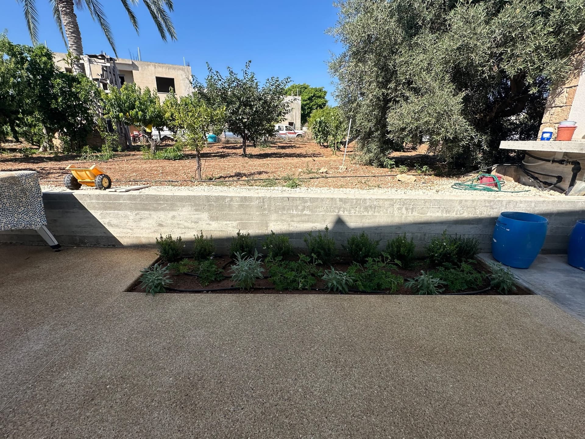 Concrete planter bed with flowering shrubs along a paved courtyard, with olive and palm trees in the background against stone buildings.