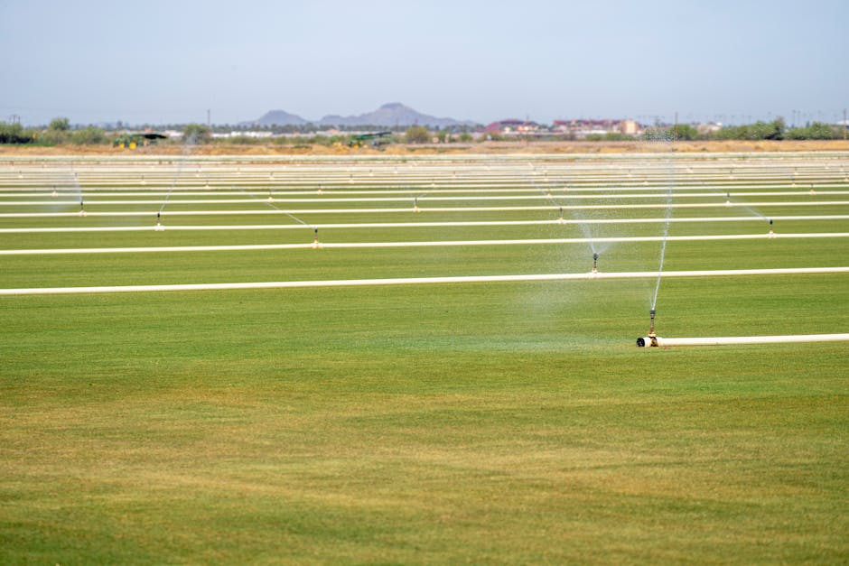 Micro-spray irrigation system covering mixed Mediterranean plantings in villa garden